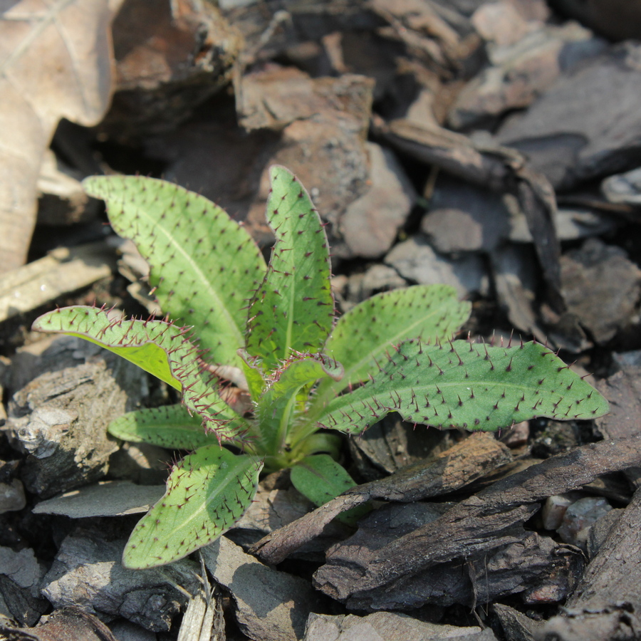 Image of Meconopsis horridula specimen.