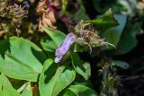 Pennellianthus frutescens. Верхушка побега с цветком и плодами. Курильские о-ва, о-в Кунашир, вулкан Менделеева, ≈ 800 м н.у.м., каменистый склон. 21.08.2022.