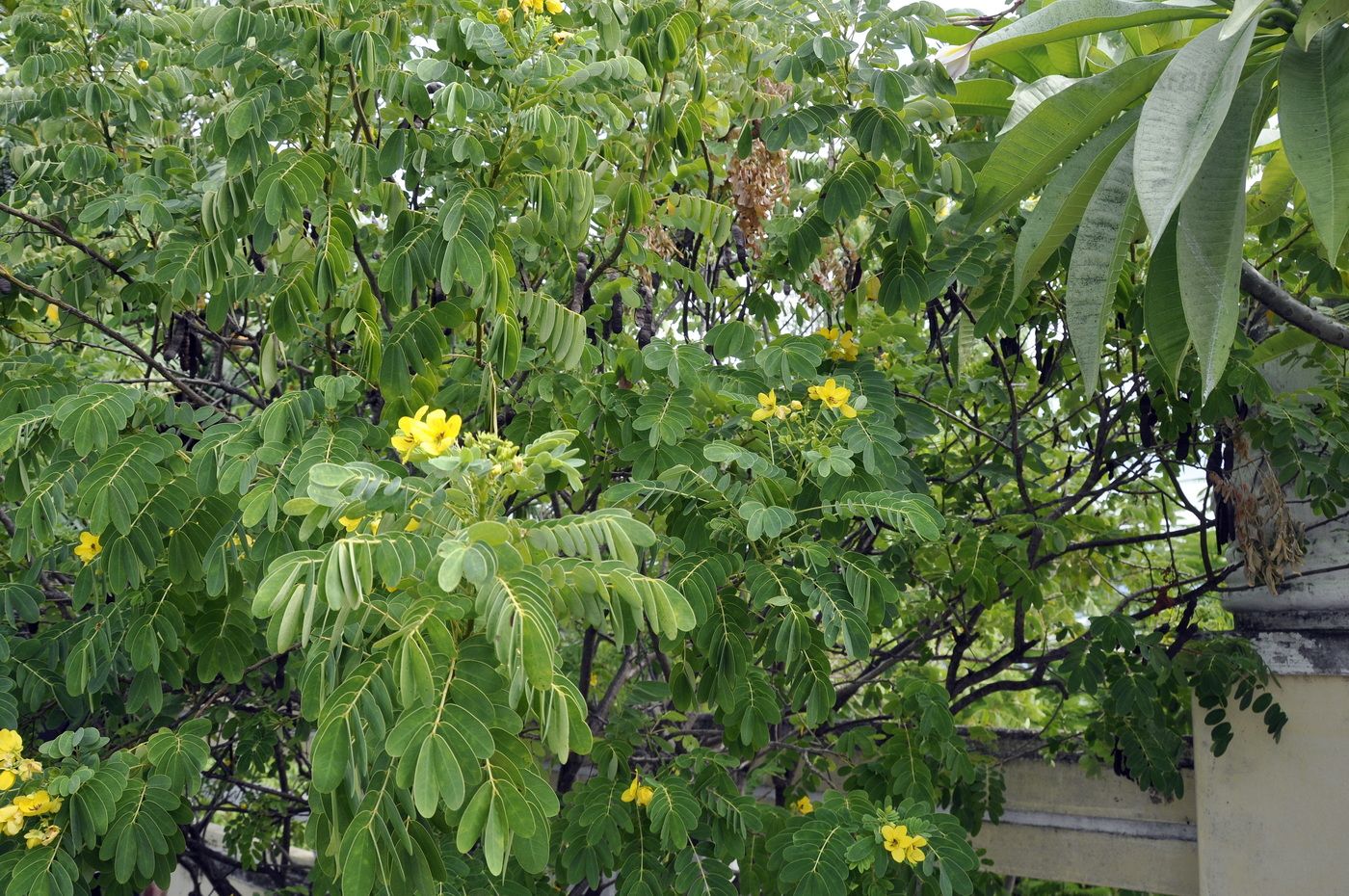 Image of Cassia fistula specimen.