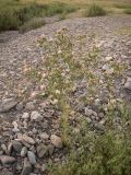 Centaurea iberica. Цветущее растение на краю высохшего водотока. Казахстан, Кызылординская обл., Жанакорганский р-н, пос. Абай. 23 июня 2010 г.