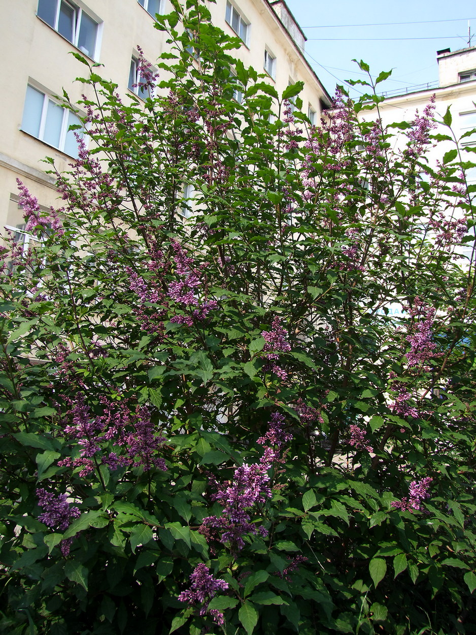 Image of Syringa josikaea specimen.