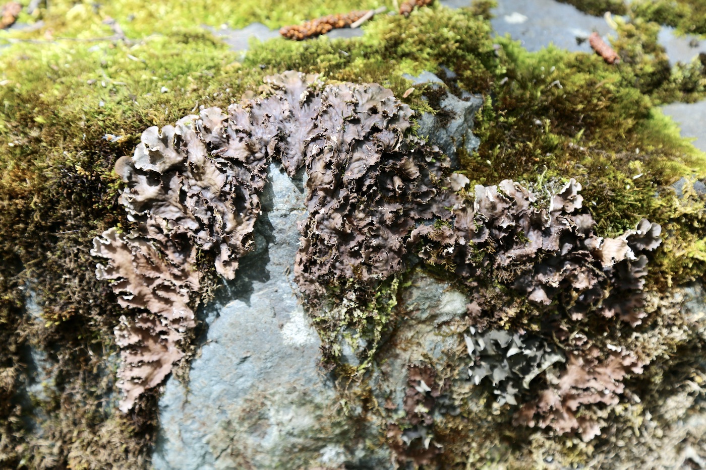 Image of Peltigera praetextata specimen.