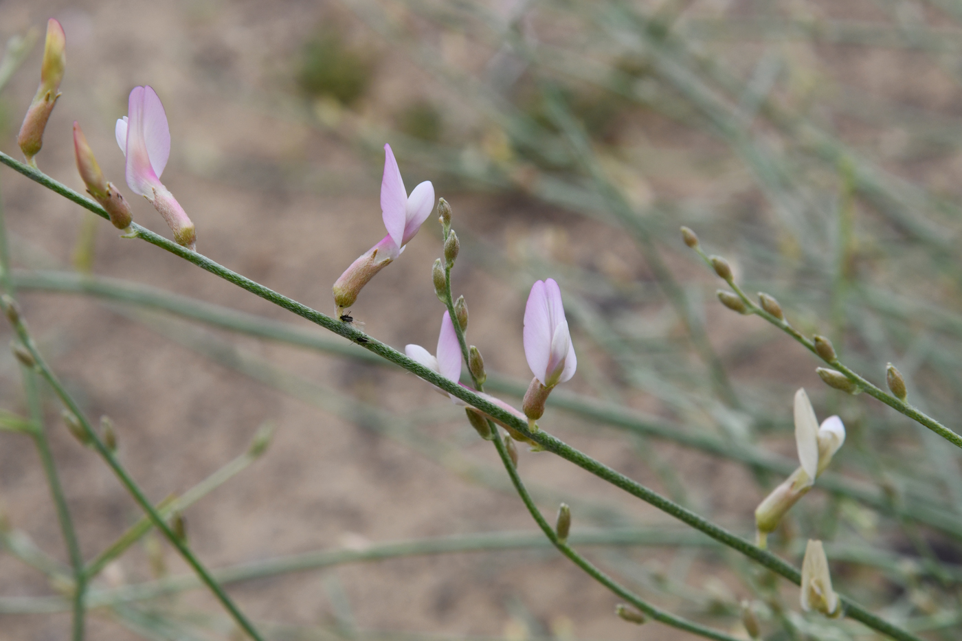 Изображение особи Astragalus sogotensis.