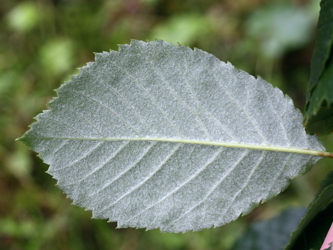 Image of Sorbus buschiana specimen.