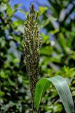 Sorghum bicolor