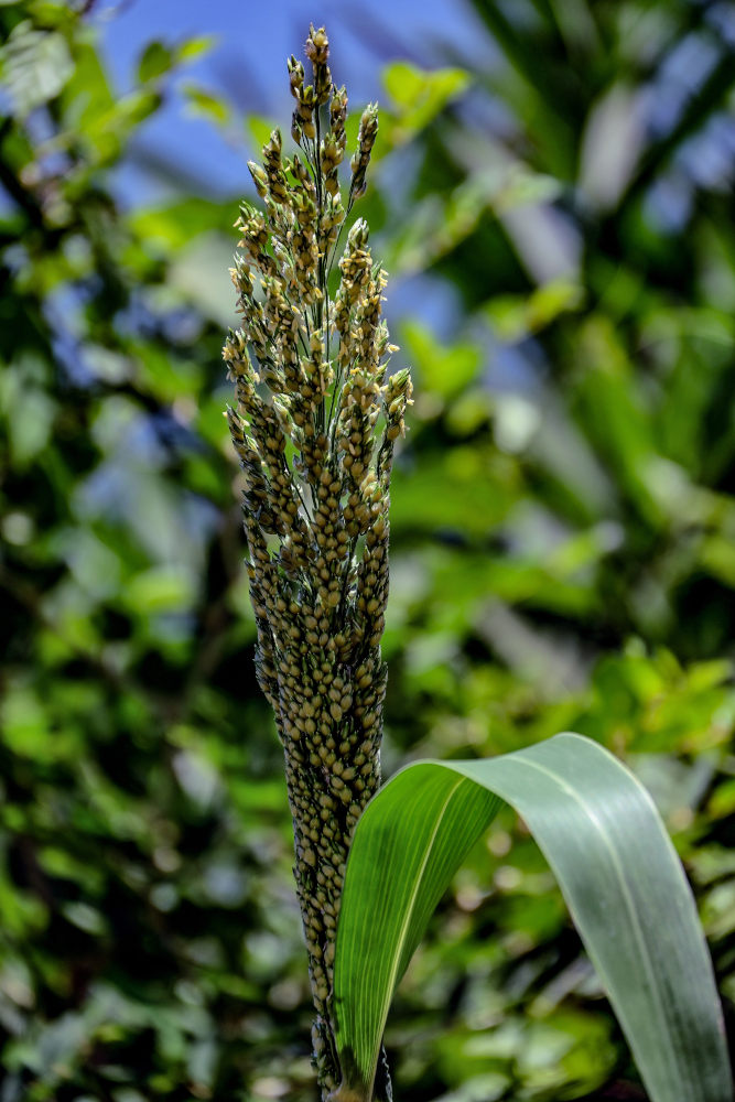 Изображение особи Sorghum bicolor.
