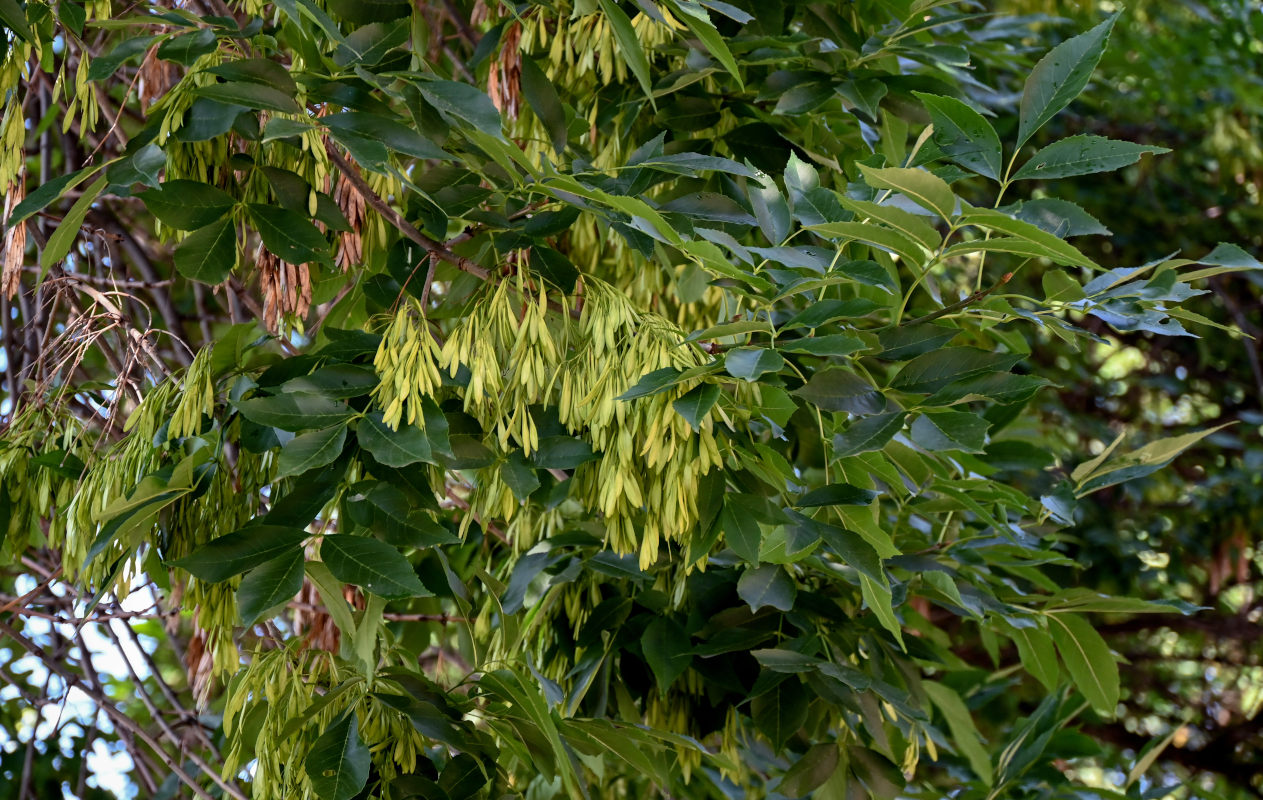 Image of Fraxinus excelsior specimen.