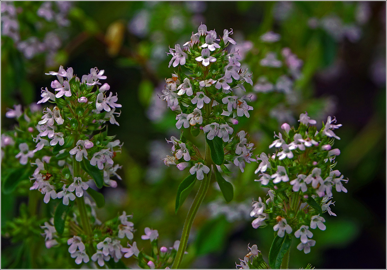 Image of Thymus ovatus specimen.