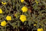genus Tribulus