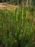 Lycopodium annotinum. Побеги со стробилами. Нидерланды, провинция Drenthe, национальный парк Dwingelderveld, в посадках сосны. 18 июля 2010 г.
