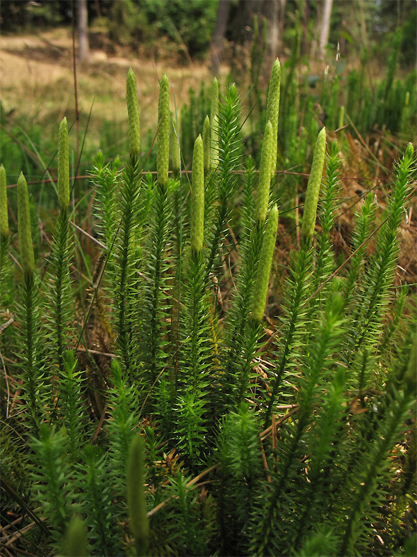 Изображение особи Lycopodium annotinum.