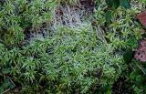 род Sphagnum. Верхушки вегетирующих растений. Тверская обл., Конаковский р-н, долина р. Сестра, заболоченный участок смешанного леса. 07.09.2024.