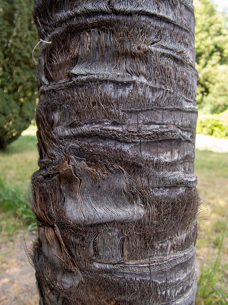 Image of Trachycarpus fortunei specimen.