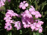 Linum hypericifolium