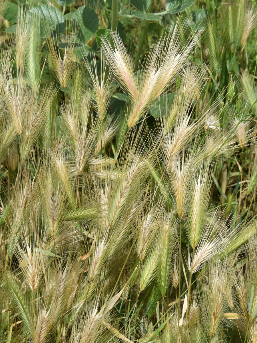 Image of Hordeum leporinum specimen.