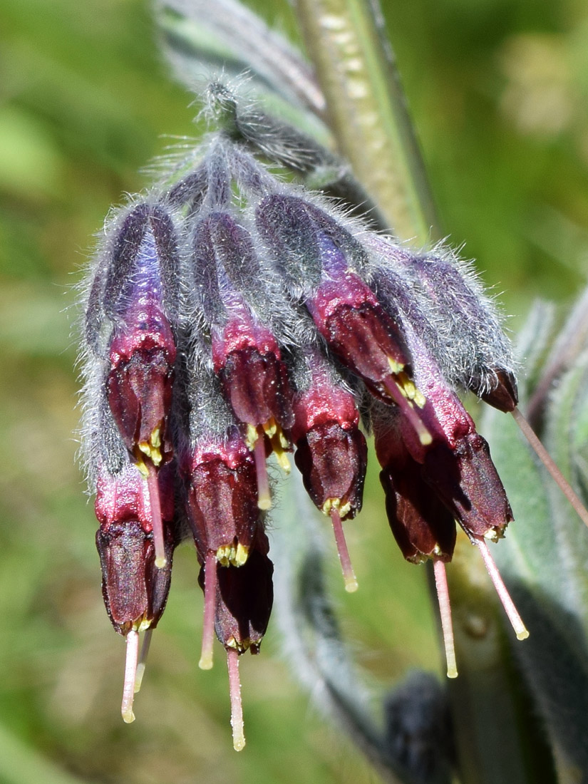 Image of Rindera oblongifolia specimen.