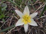 Tulipa dasystemonoides