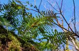 Polypodium cambricum