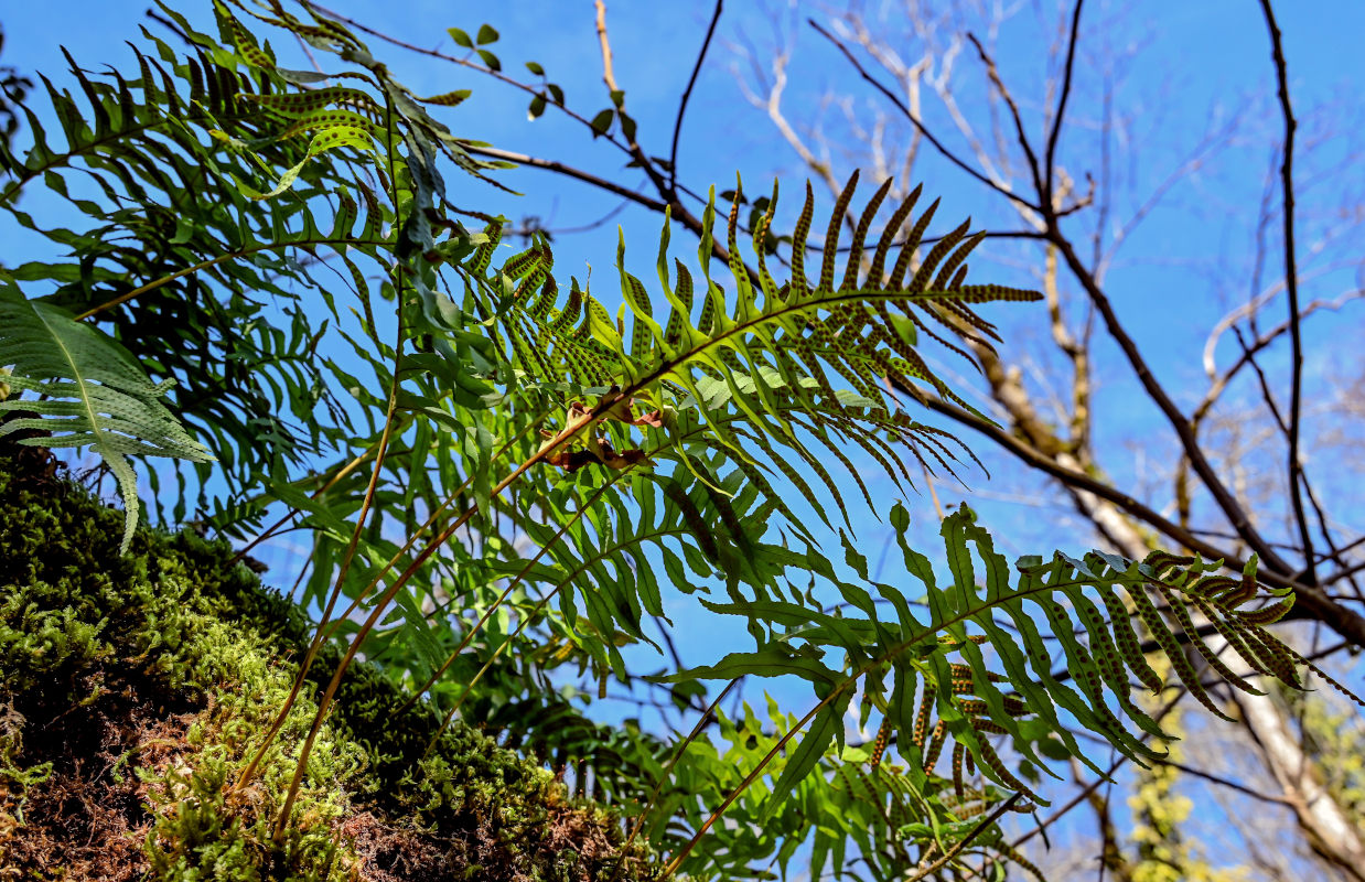 Image of Polypodium cambricum specimen.