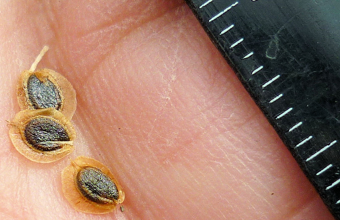 Image of Corispermum elongatum specimen.