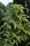 Acer saccharinum. Верхушка молодого растения. Ленинградская обл., пос. Большая Ижора, площадь напротив остановки \"Почта\", в культуре. 15.09.2024.