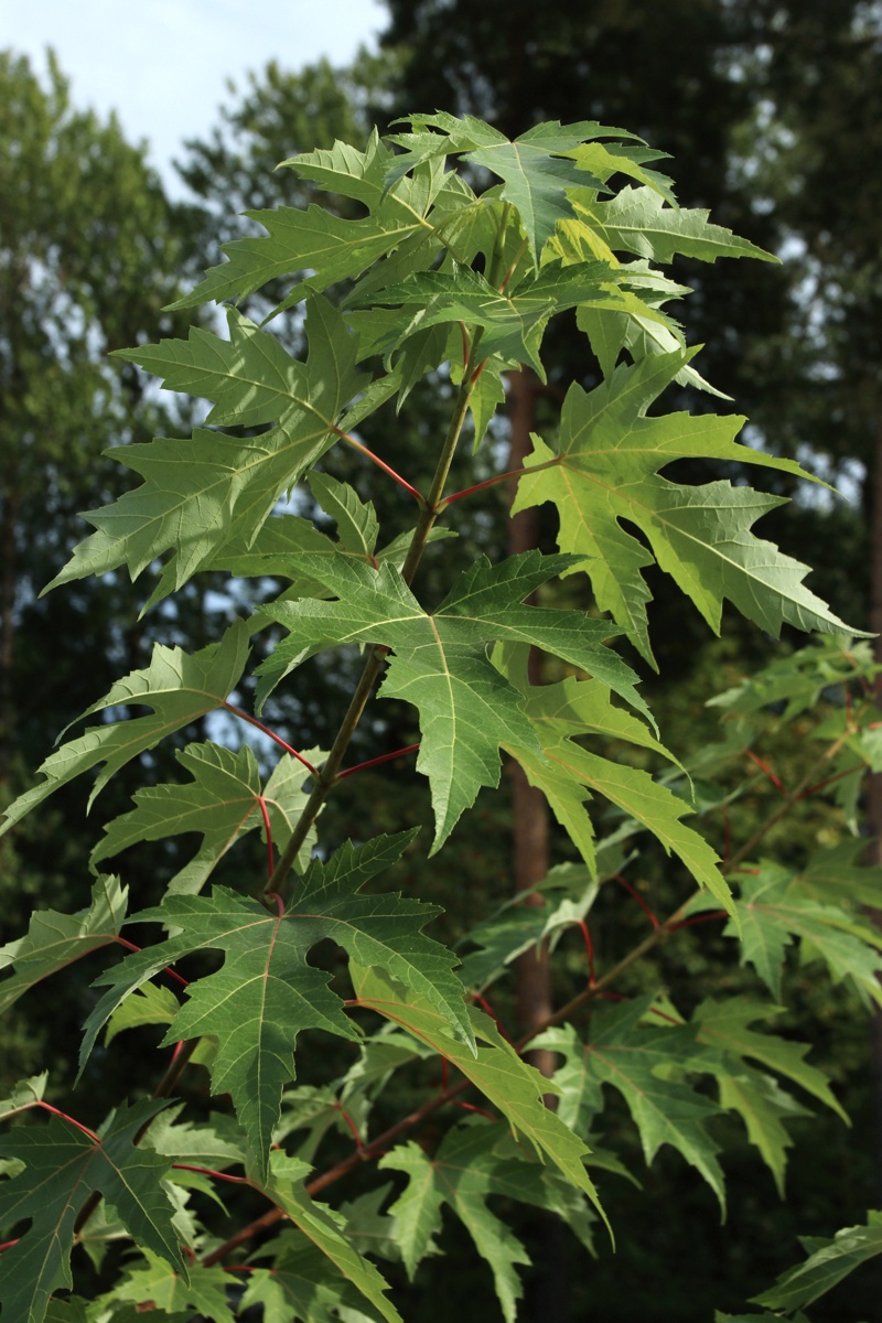 Image of Acer saccharinum specimen.