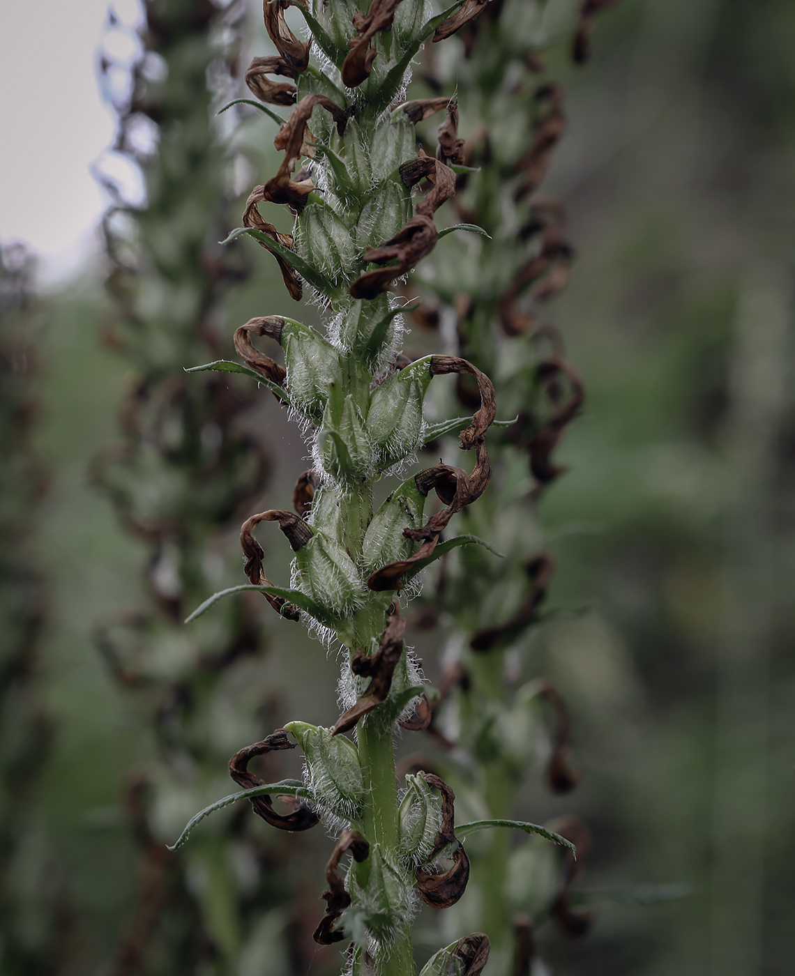 Изображение особи Pedicularis uralensis.