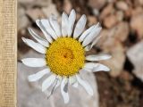 Anthemis jailensis. Соцветие. Крым, гора Чатырдаг, восточный склон, каменистая степь на крутом участке среди леса. 18 июня 2025 г.