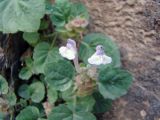 Scutellaria schugnanica