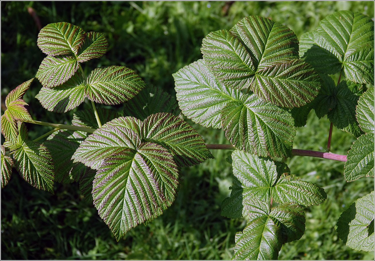 Image of Rubus idaeus specimen.