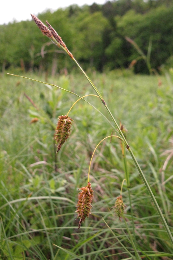 Изображение особи Carex middendorfii.