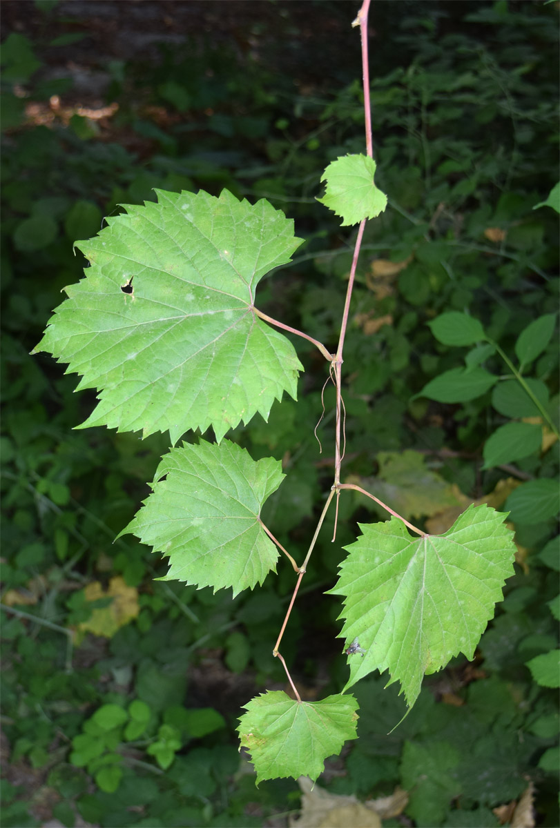 Image of Vitis acerifolia specimen.