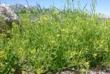 семейство Brassicaceae