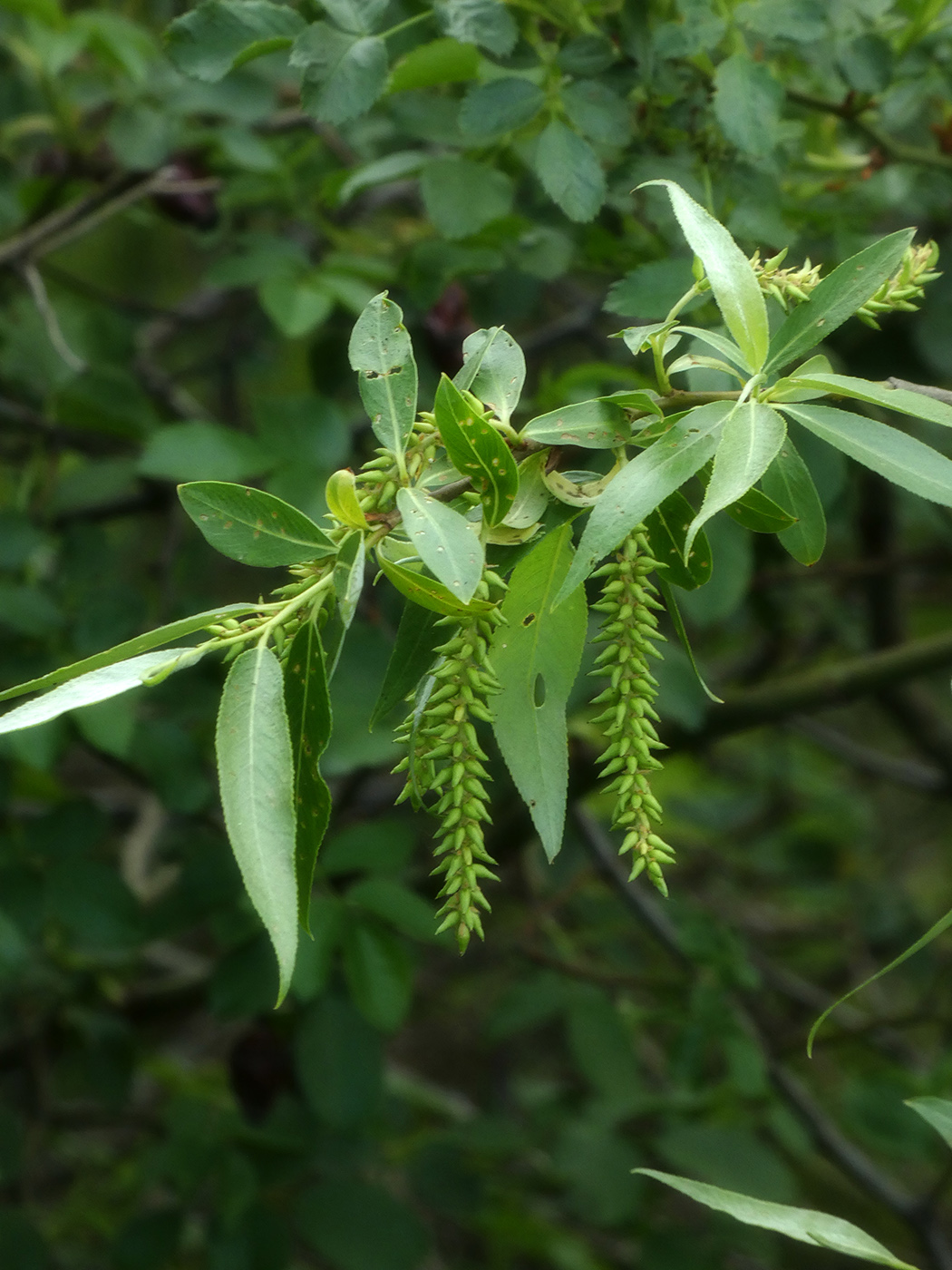 Изображение особи Salix triandra.