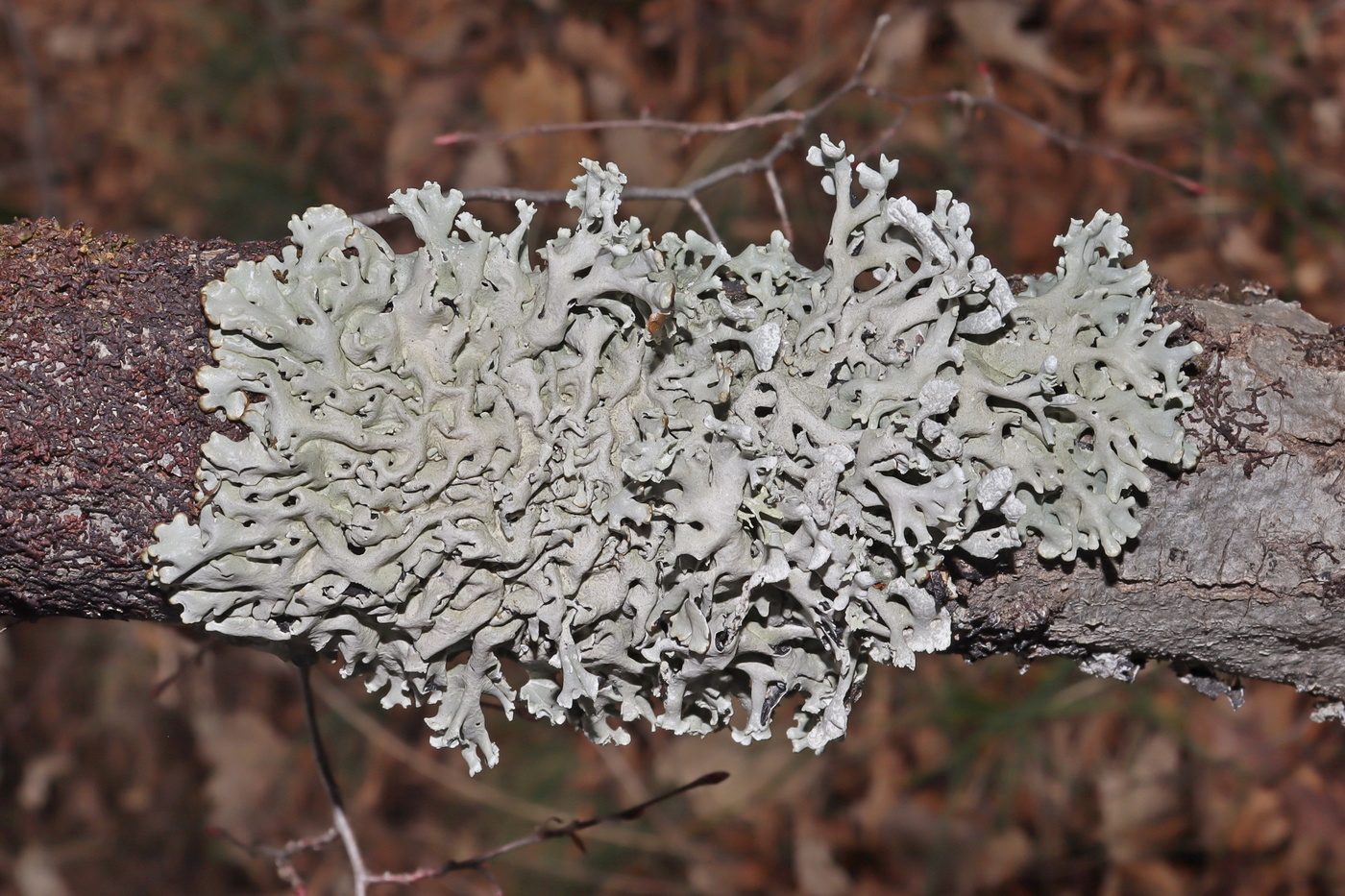 Image of Hypogymnia tubulosa specimen.