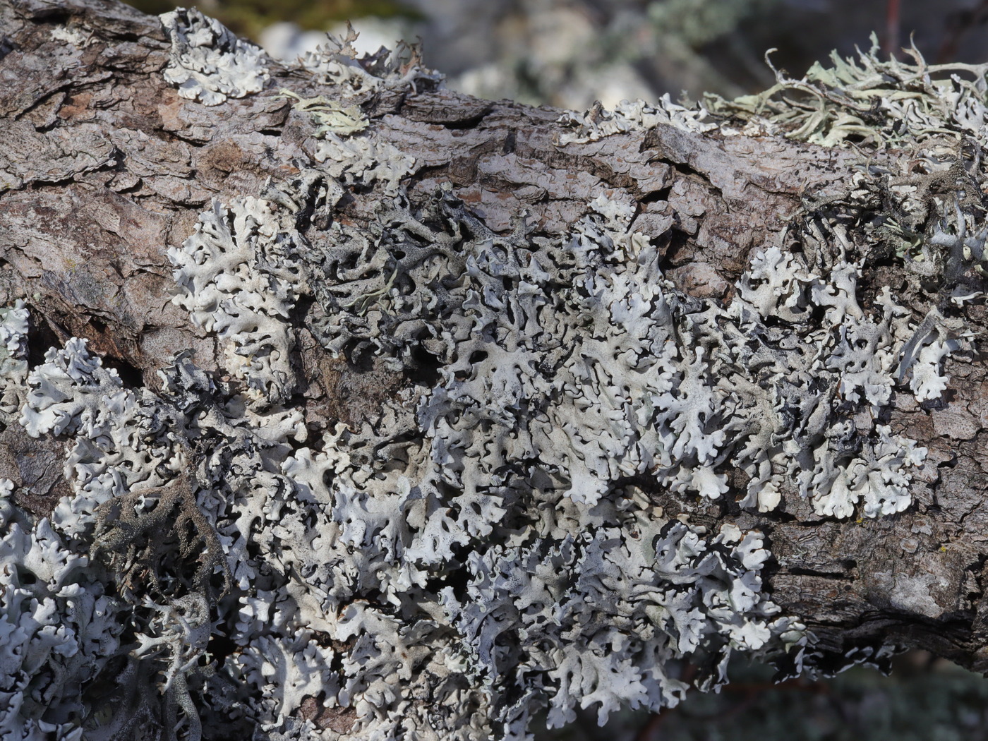 Изображение особи Hypogymnia tubulosa.
