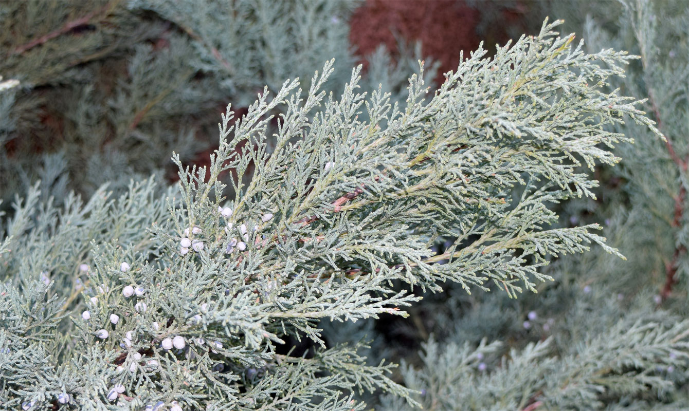 Image of genus Juniperus specimen.