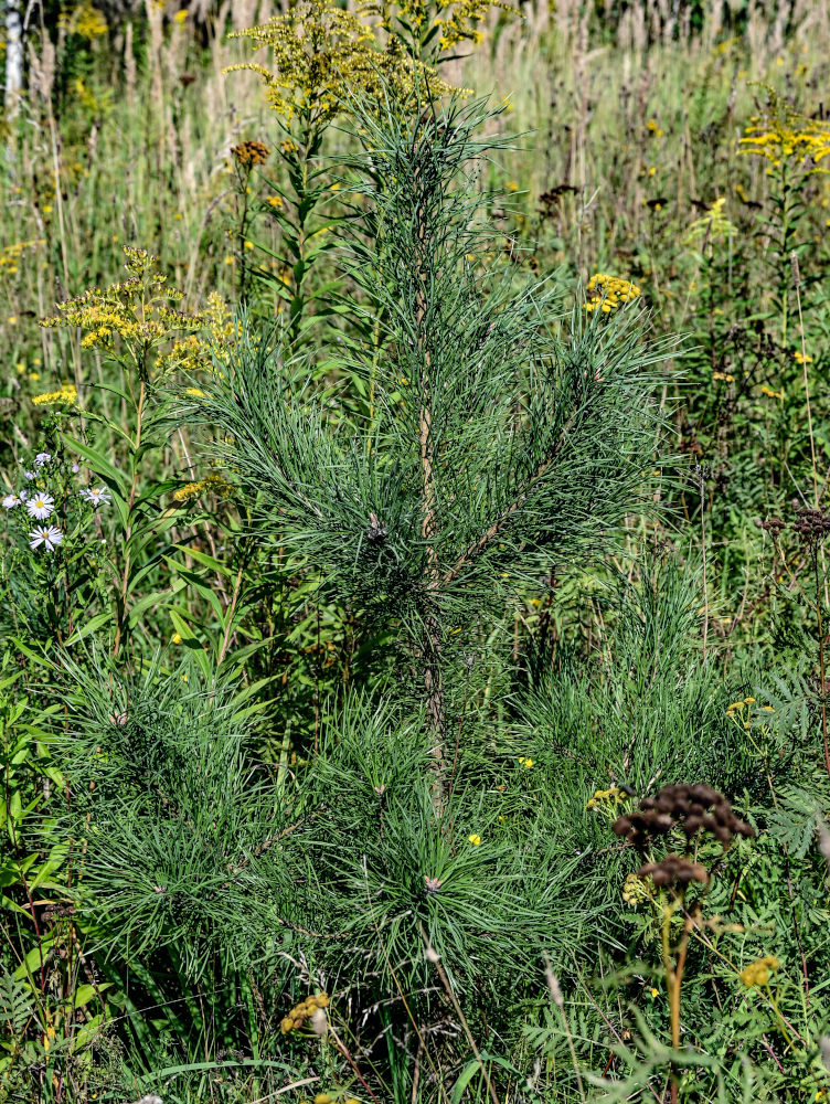 Image of Pinus sylvestris specimen.