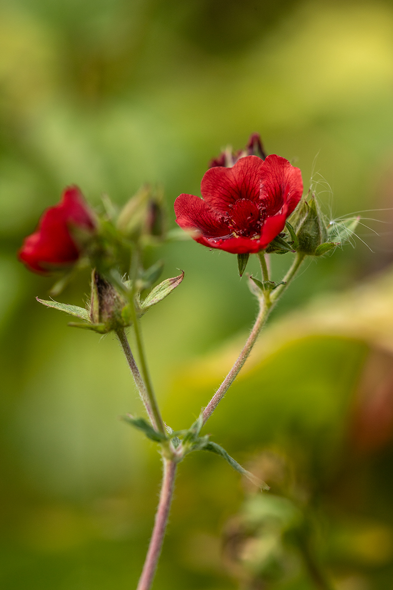 Image of Potentilla thurberi specimen.