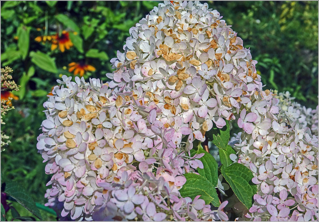 Image of Hydrangea paniculata specimen.