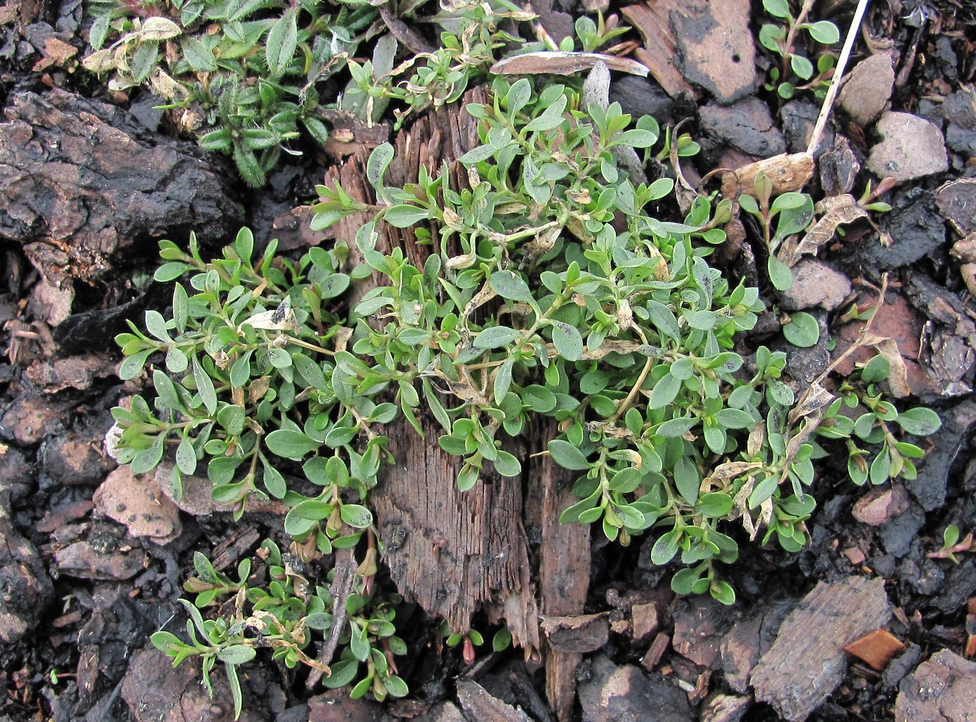 Image of Stellaria graminea specimen.