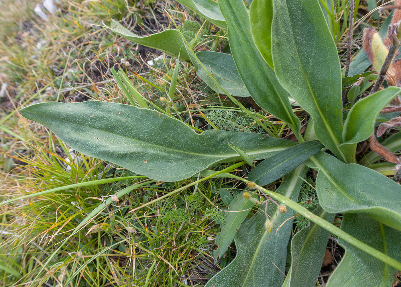 Изображение особи Huynhia pulchra.