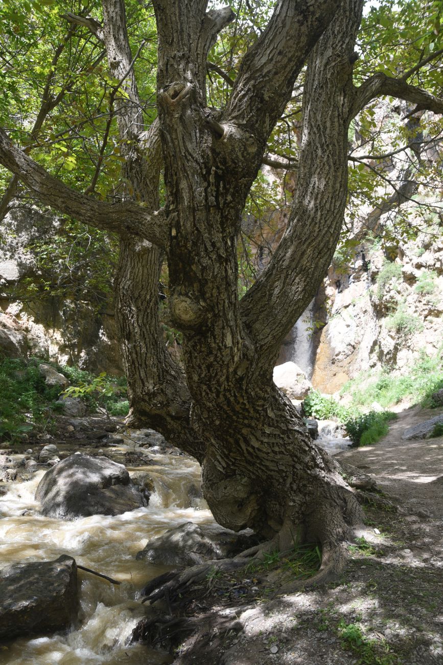 Изображение особи Juglans regia.