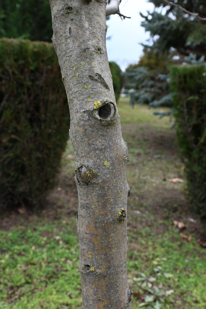 Изображение особи Crataegus rhipidophylla.