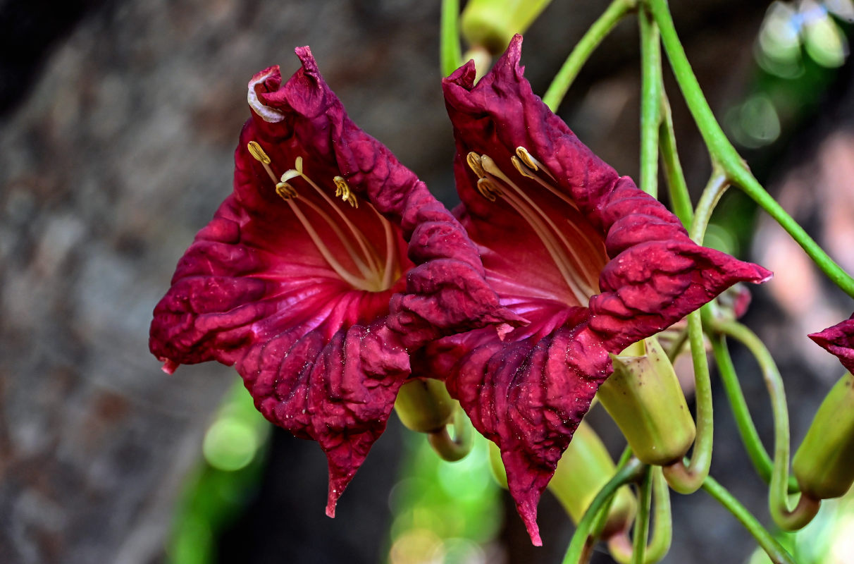Image of Kigelia pinnata specimen.