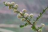 Spiraea canescens