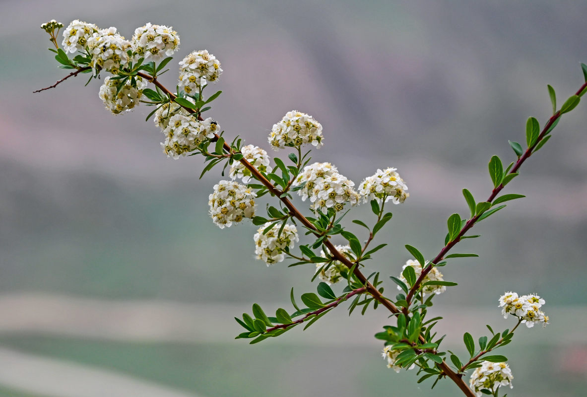 Image of Spiraea canescens specimen.