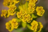 Euphorbia stepposa. Часть соцветия. Ростовская обл., Мясниковский р-н, Чулекская балка, степной склон. 12.06.2021.