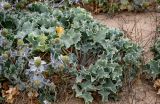 Eryngium maritimum. Листья и верхушки побегов с соплодиями. Португалия, округ Лиссабон, устье р. Сизандру, песчаный пляж. 23.08.2025.