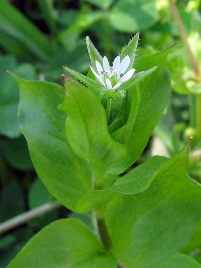 Image of Stellaria media specimen.